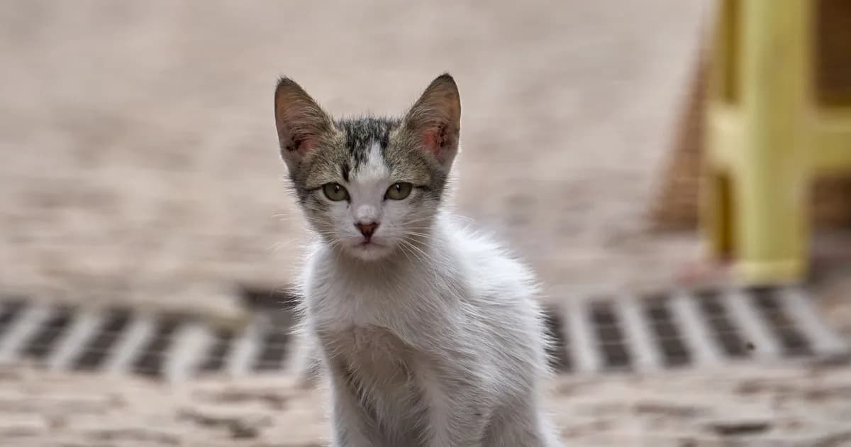 Adopter un animal des rues au Maroc : la loi 19.25, les étapes et le vrai coût