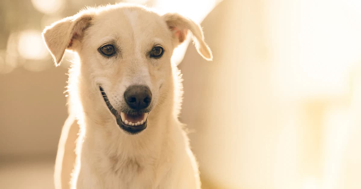 How to Adopt a Pet in Morocco: Shelters, Costs, and What to Expect