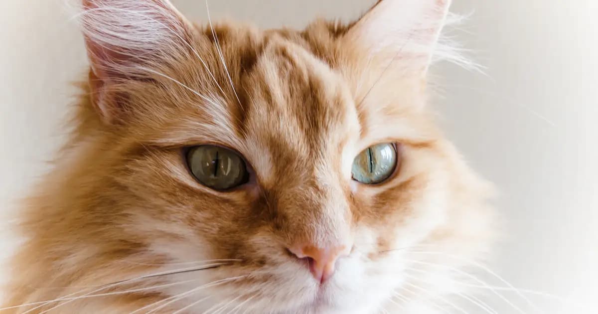 The 10 Most Popular Cat Breeds in Morocco
