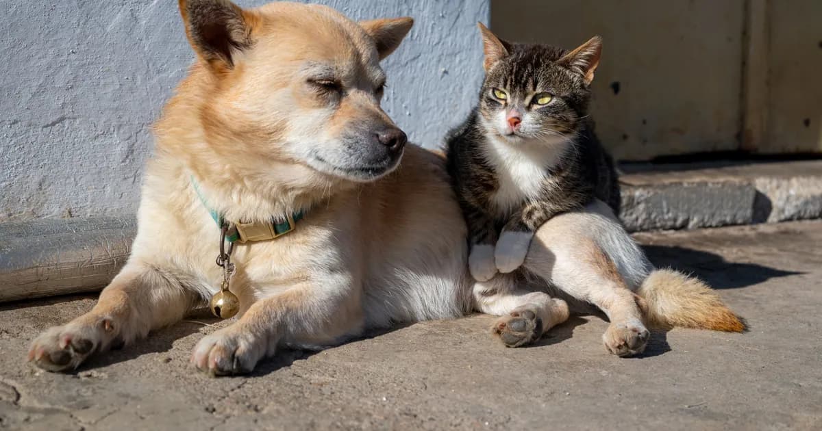 How Much Does a Pet Cost in Morocco? The Real 2026 Budget