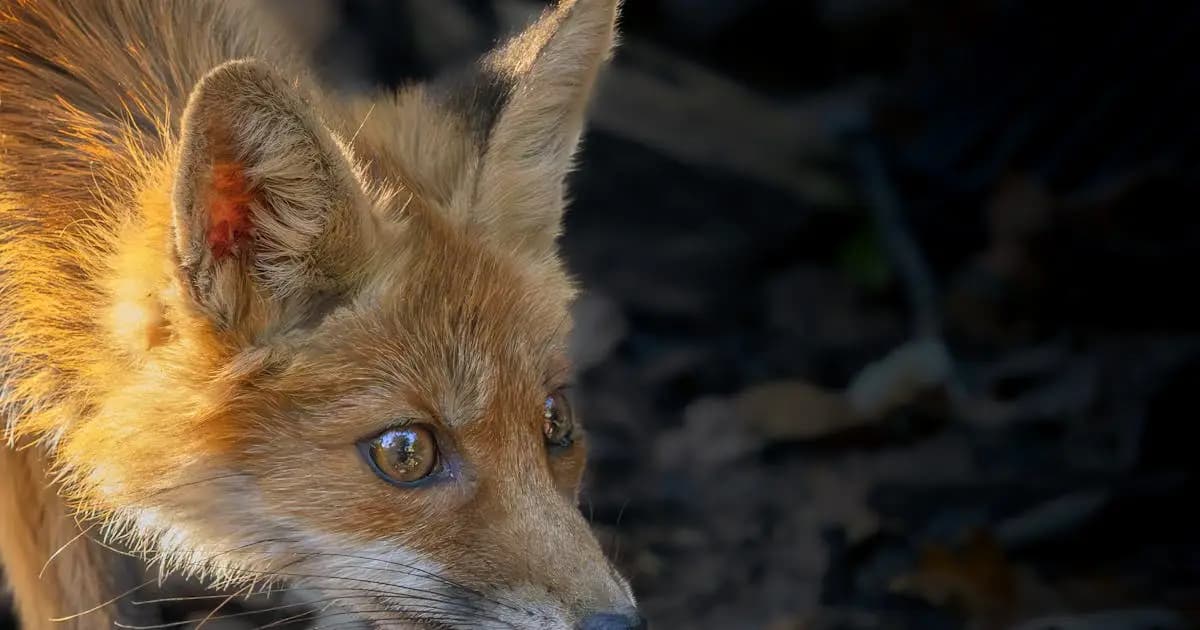 Quel Animal Es-Tu ? Test de personnalite IA gratuit