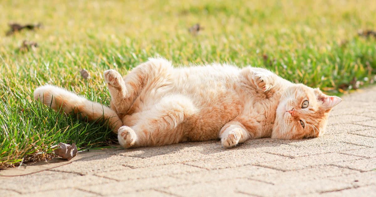 Caring for Your Pet During Moroccan Summers