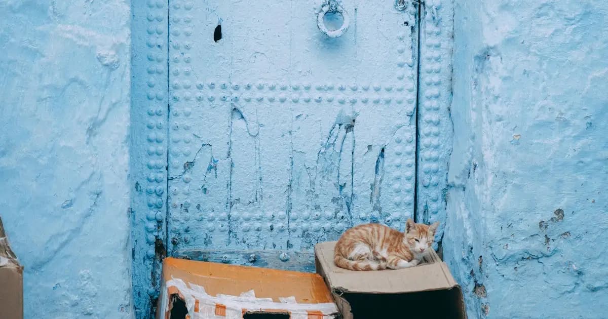 Morocco's First Animal Personality Test