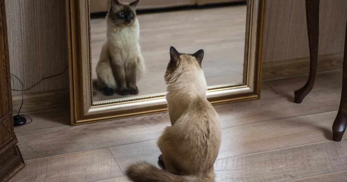 Quel animal me represente ? Decouvrez-le en 3 minutes