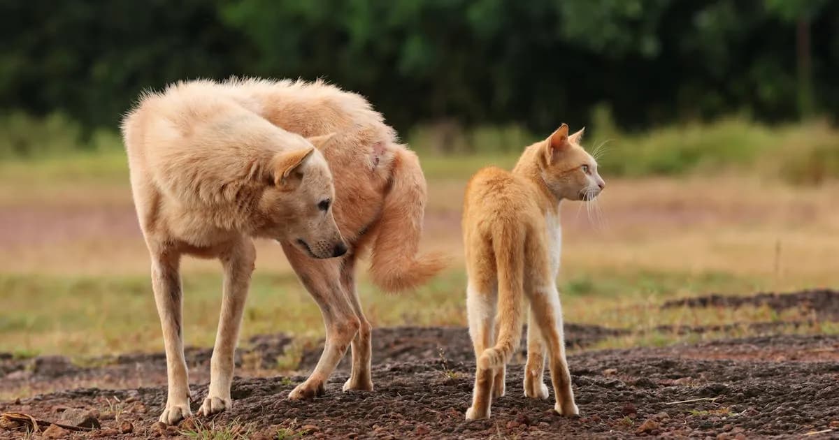 Quel animal de compagnie est fait pour moi ? Quiz gratuit