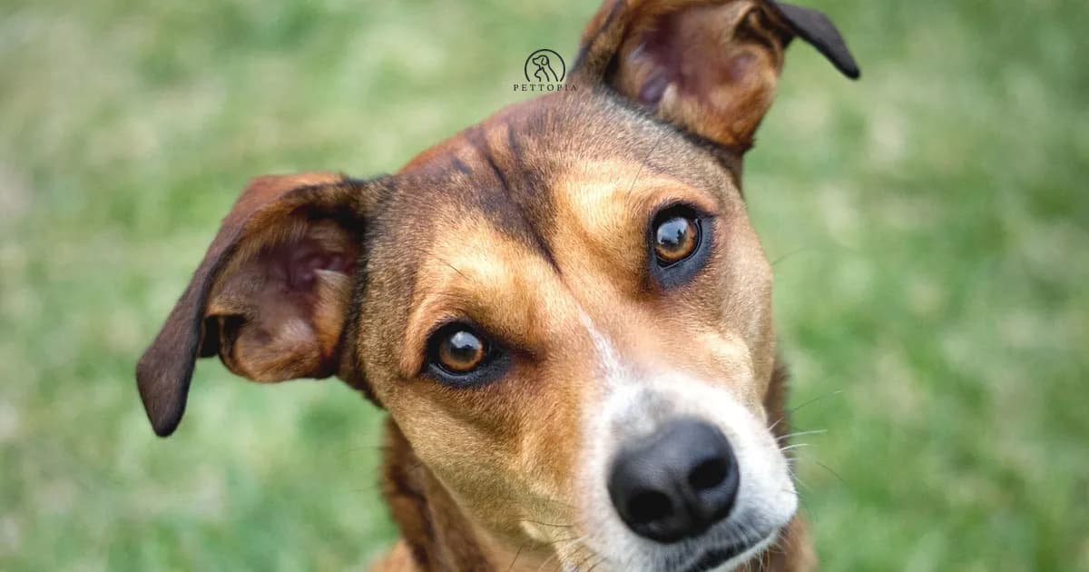 5 Signs Your Dog Really Understands You