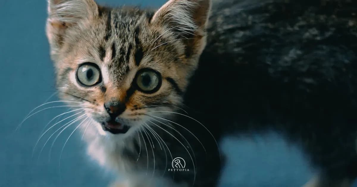 Welcoming a Kitten in Morocco: The First Days Guide