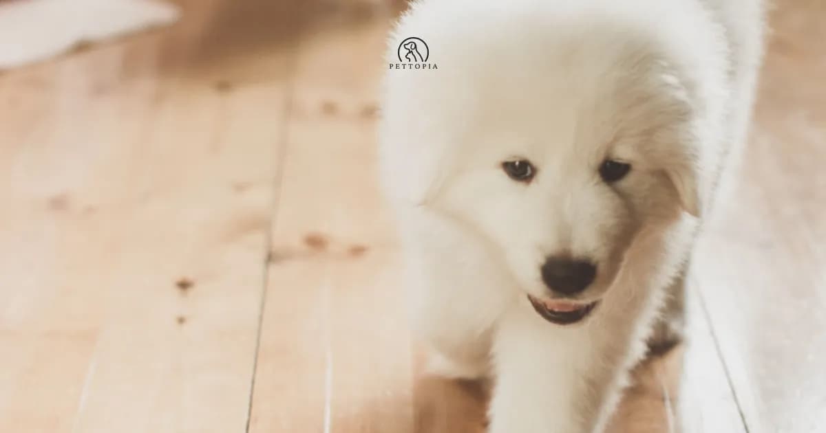 Welcoming a Puppy in Morocco: The First Days Guide