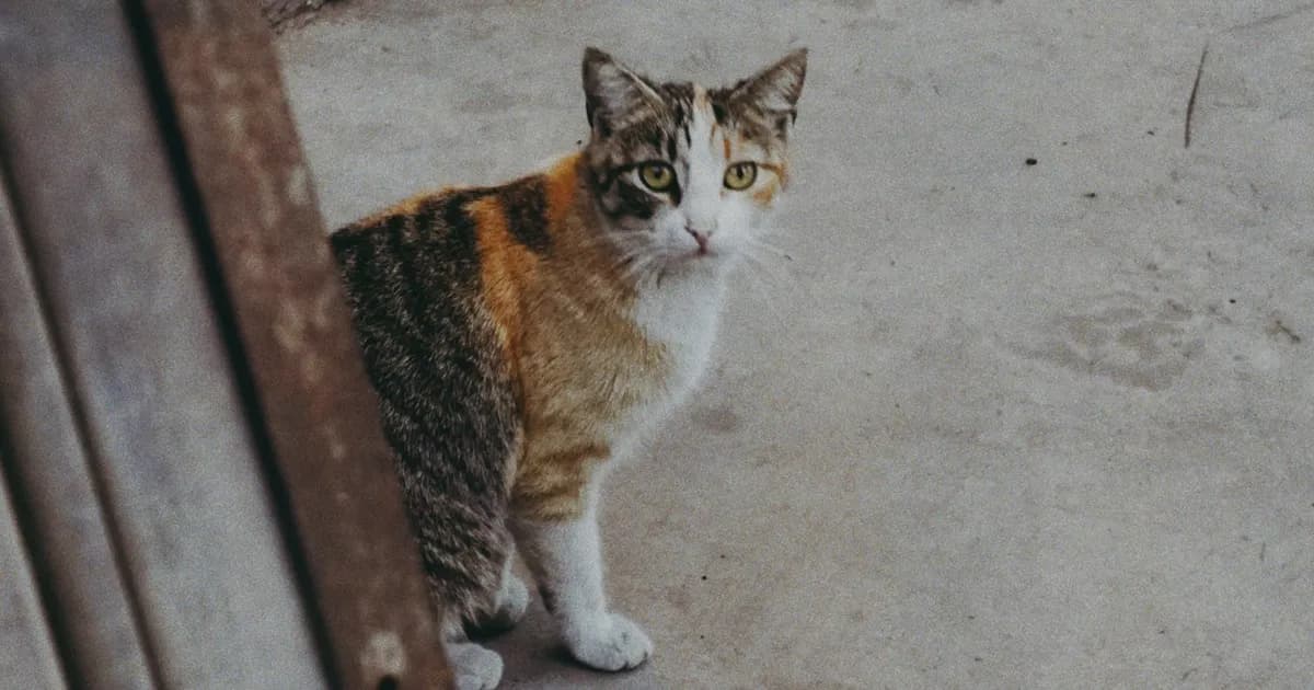 Adopting a Dog or Cat in Agadir (2026 Guide)