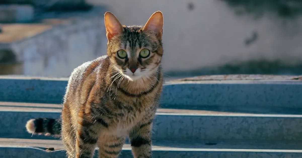 Adopting a Dog or Cat in Casablanca (2026 Guide)