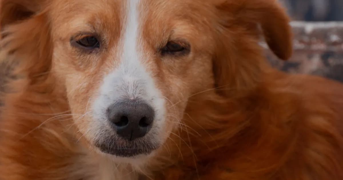 Adopting a street animal in Morocco: law 19.25, the steps and the real cost