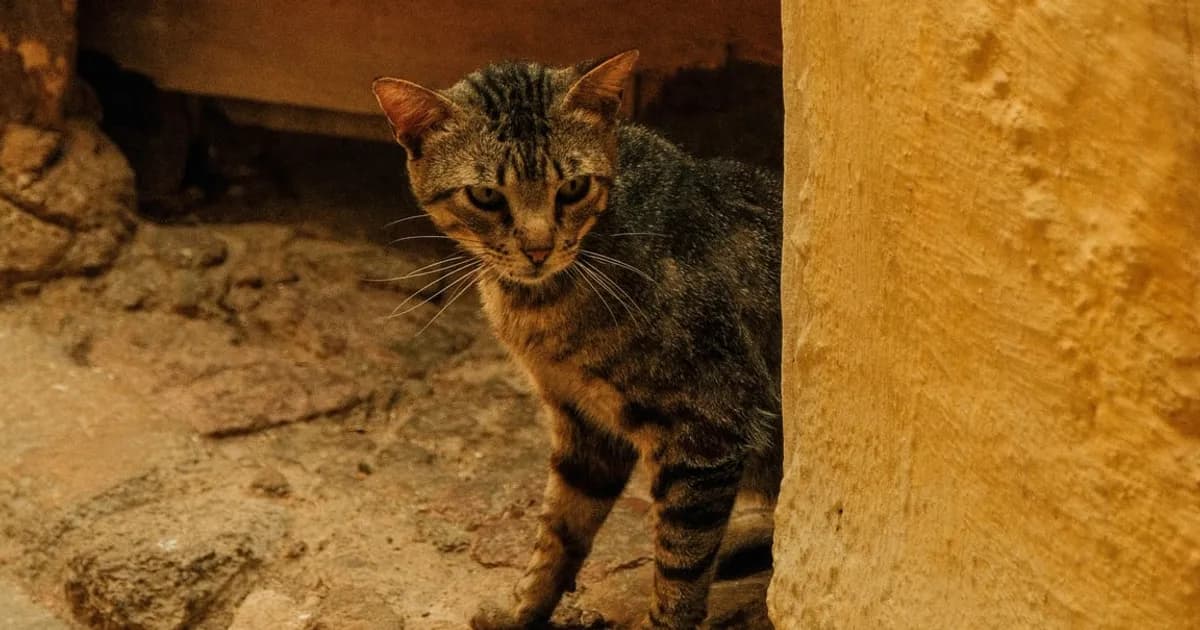 Adopting a Dog or Cat in Fez (2026 Guide)