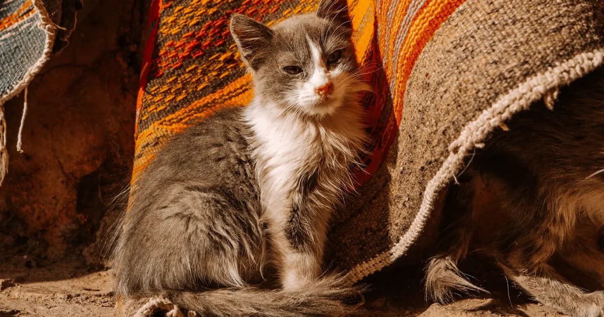 Adopting a Dog or Cat in Marrakech (2026 Guide)
