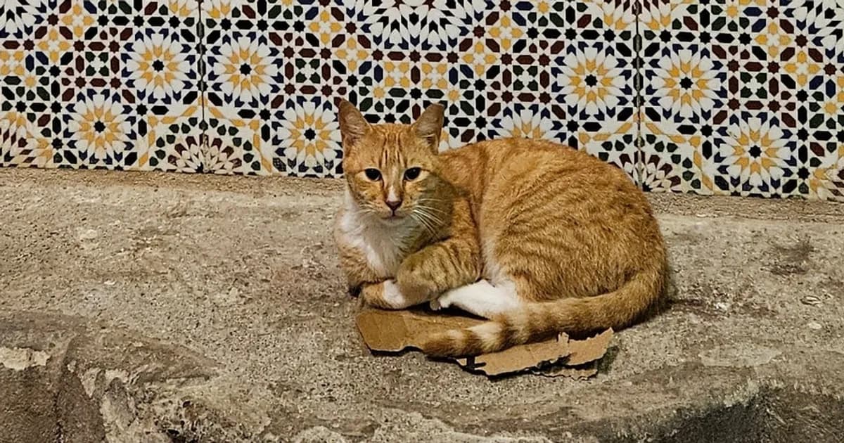 Adopting a Dog or Cat in Meknes (2026 Guide)