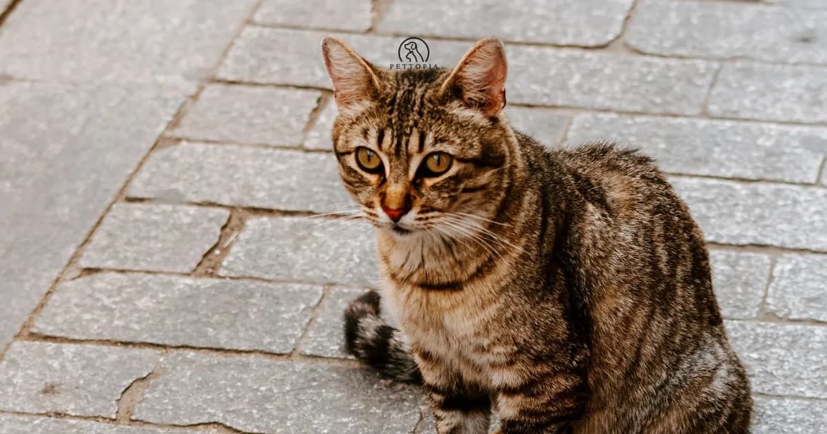 Adopting a Dog or Cat in Rabat (2026 Guide)