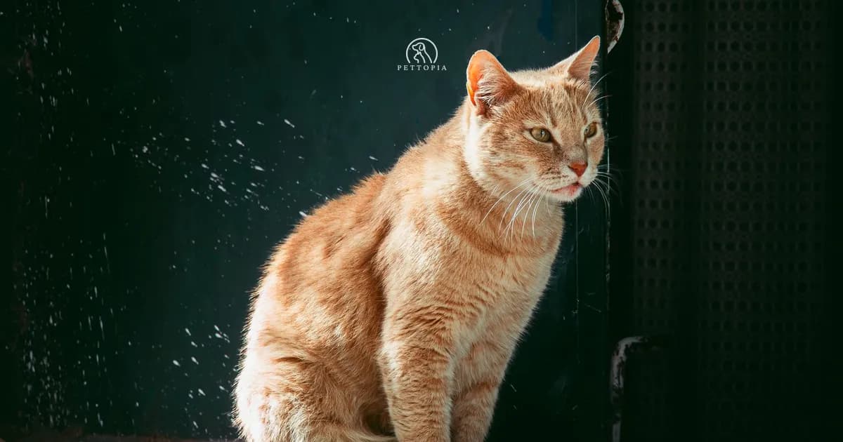 Adopting a Dog or Cat in Tangier (2026 Guide)