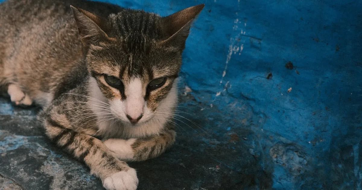 Adopting a Dog or Cat in Tetouan (2026 Guide)