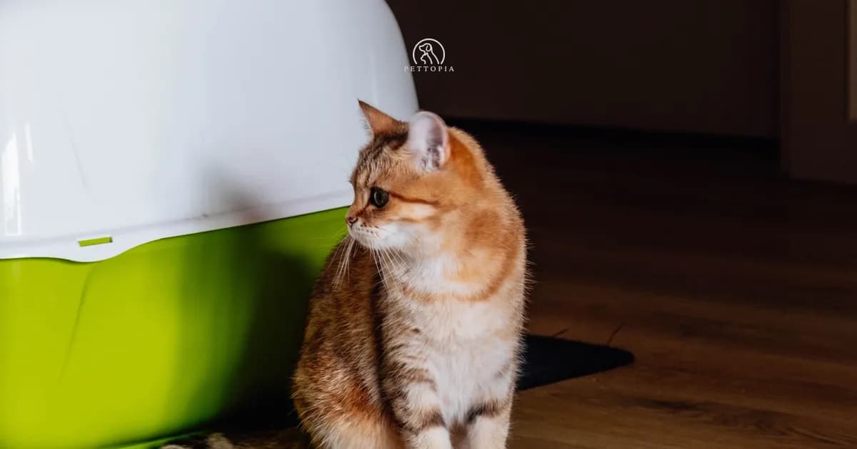 Adopting a Cat in Morocco and Bringing It to France (2026 Guide)