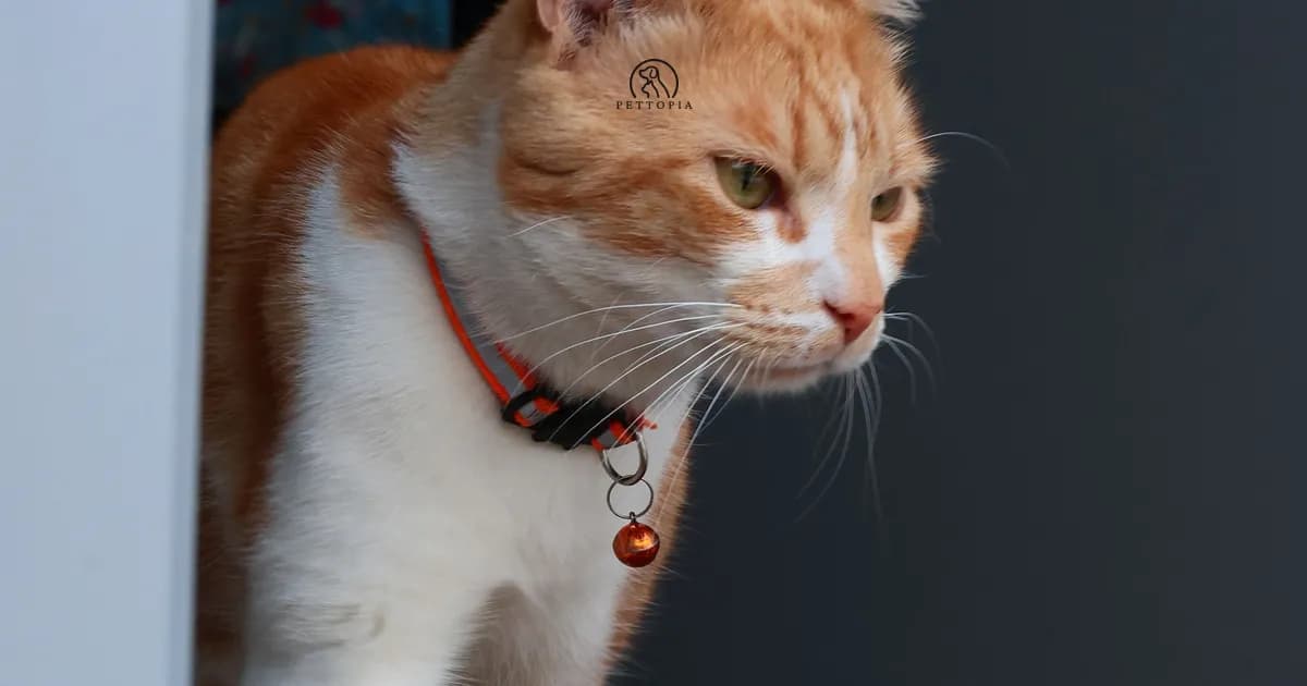 Adopting a Cat in Morocco: Where, How and What to Expect (2026)