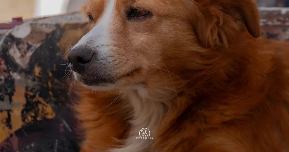 Adopting a Dog in Morocco: A Complete Guide for 2026
