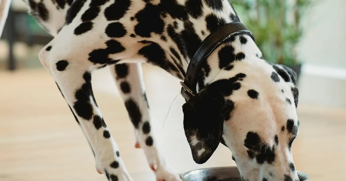 Feeding Your Pet in Morocco: A Complete Nutrition Guide for 2026