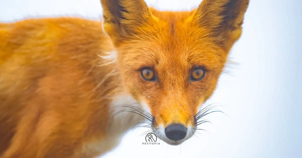 Animal Totem et Personnalité : ce que ton profil animal révèle sur toi