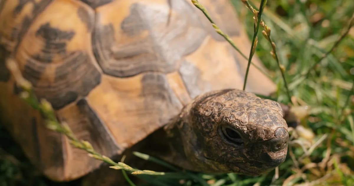 Animaux sauvages au Maroc : loi 29-05, tortue, caméléon, chardonneret, magot