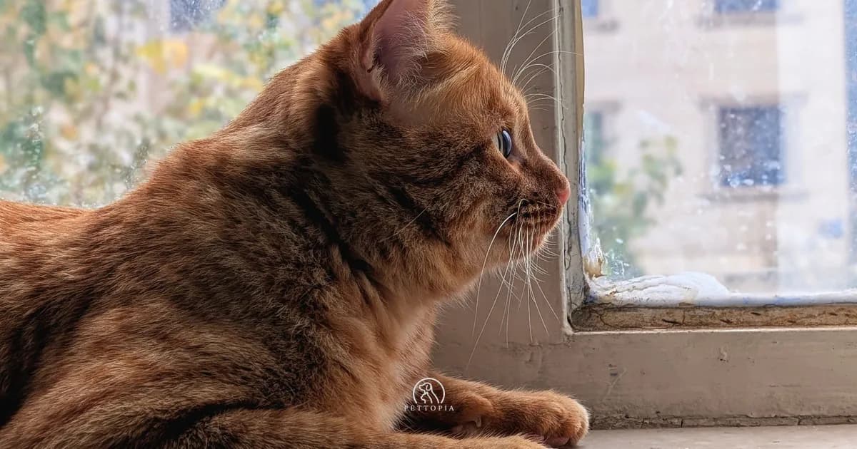 Indoor Cats in Morocco: Wellbeing and Balance in an Apartment
