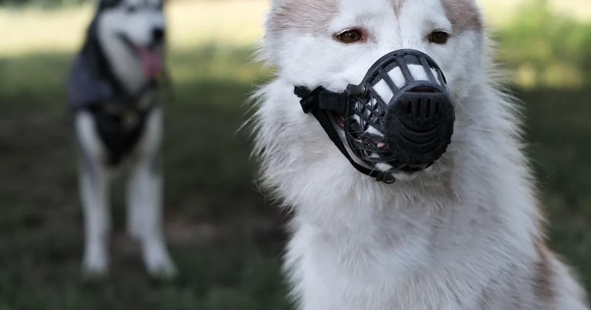 The 6 dog breeds banned in Morocco (law 56-12)