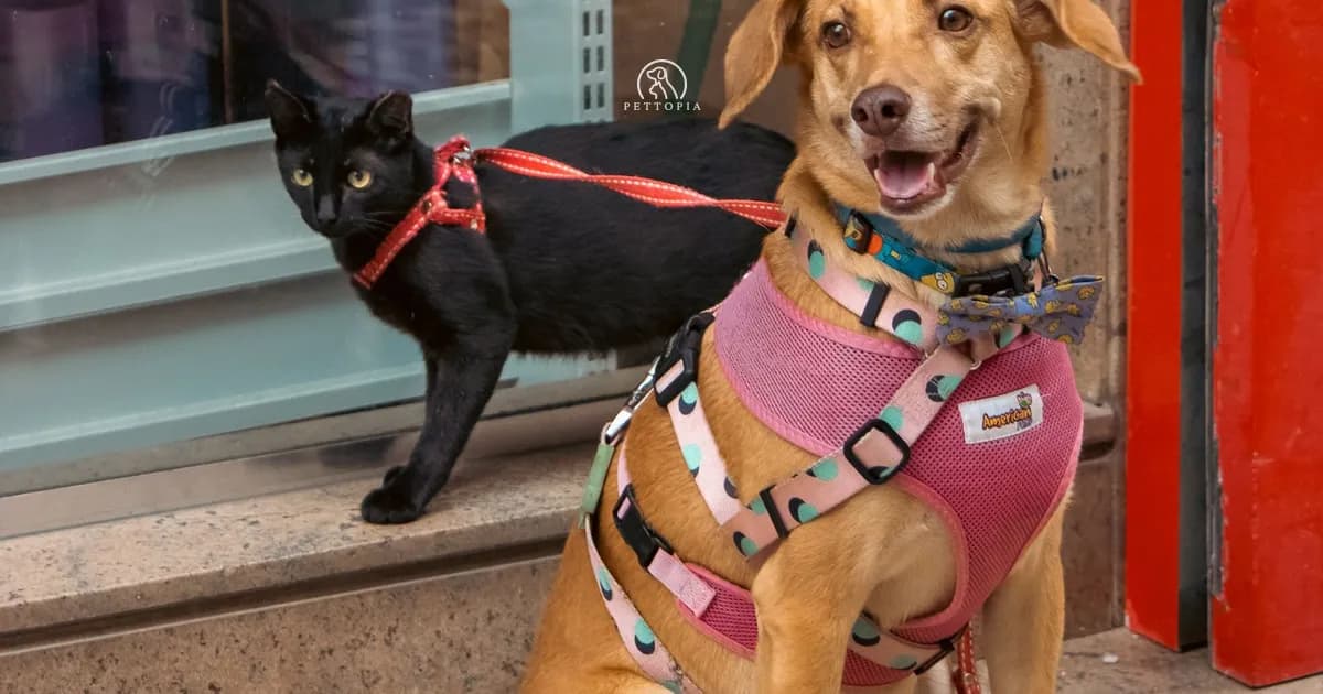 How Much Does a Pet Cost in Morocco? The Real 2026 Budget