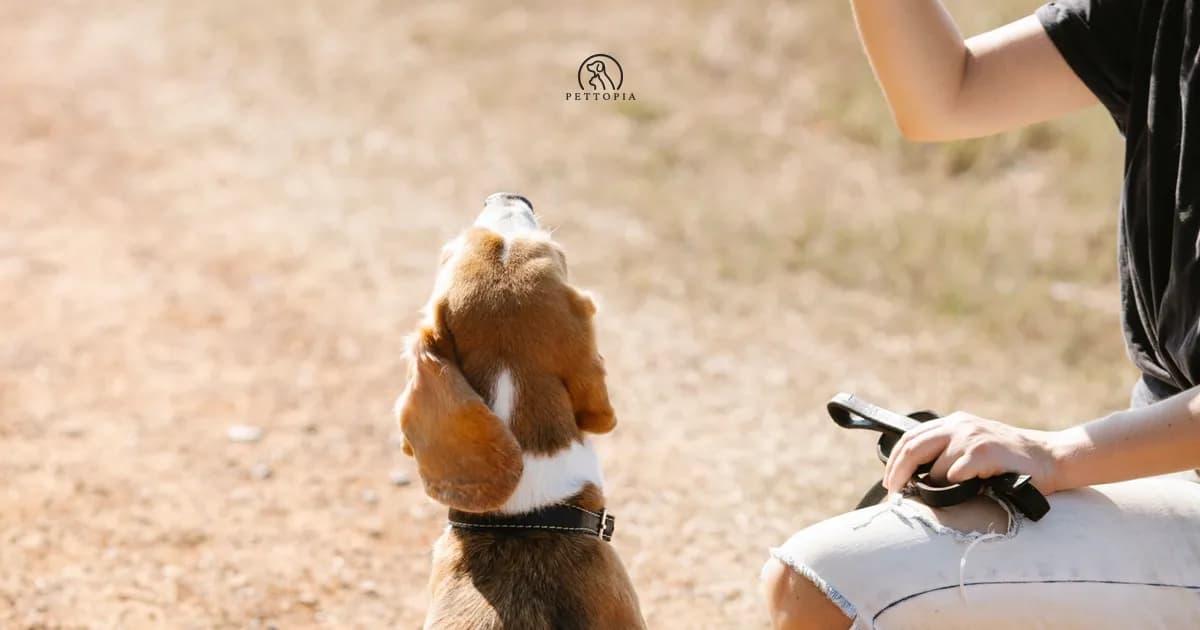 Éduquer son chien : les bases de l'éducation positive