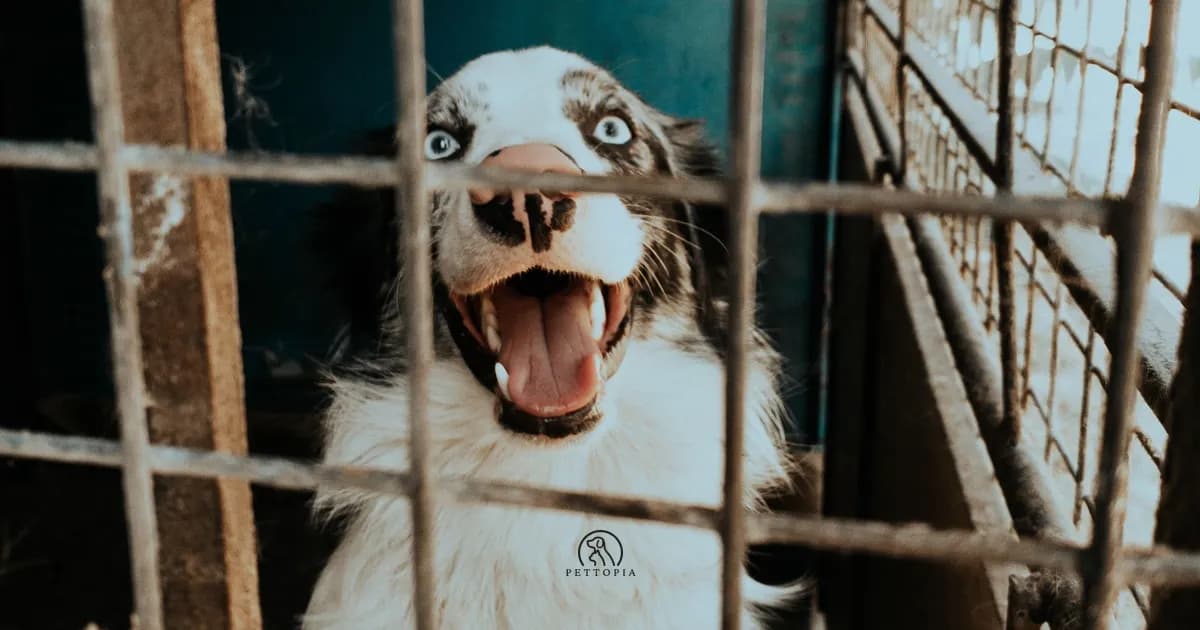 Adopter un animal au Maroc : prix et démarches