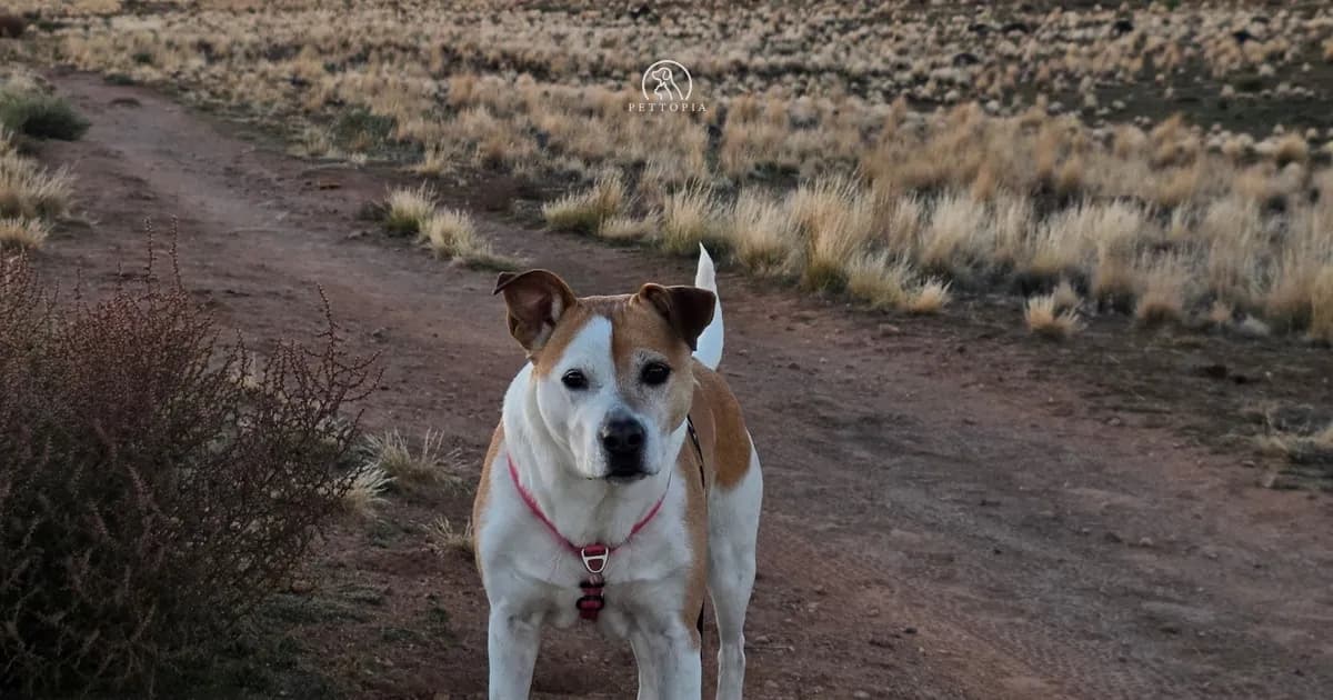 Canine Leishmaniasis in Morocco: Vaccine, Prevention and Treatment in 2026