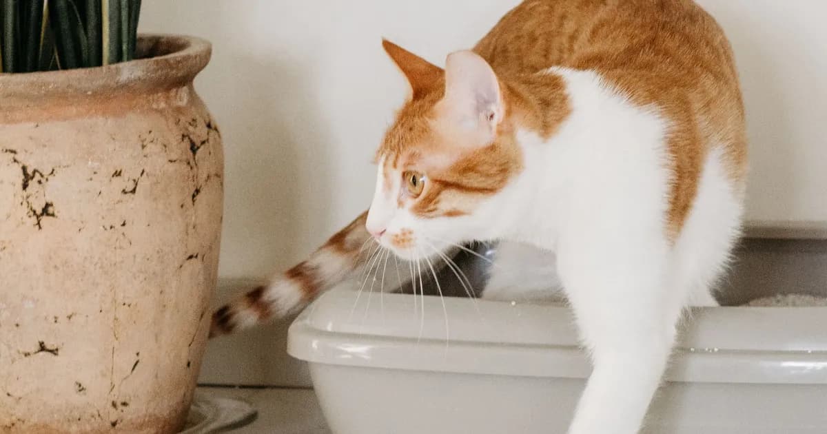 Litière pour chat au Maroc : quel type choisir, quel bac, et à quel prix