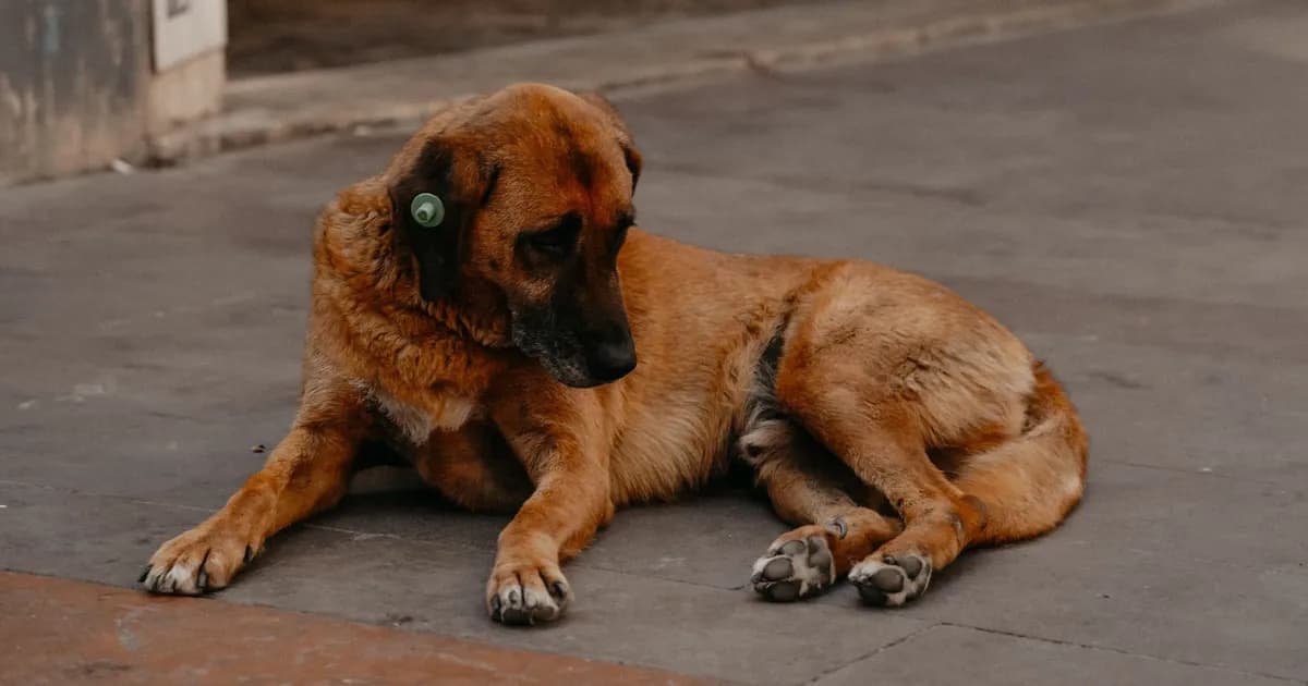 Morocco's Law 19.25 on Stray Animals: What Changes for You