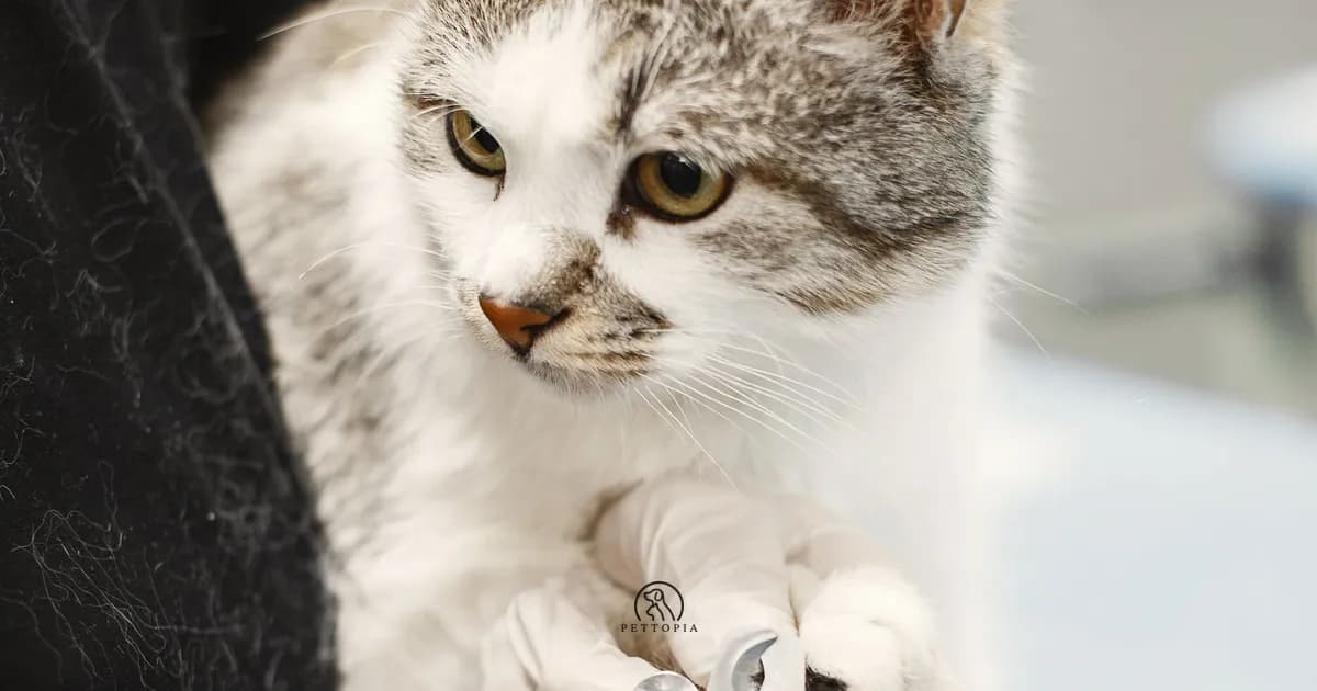 Common Cat Diseases in Morocco: Signs and Prevention
