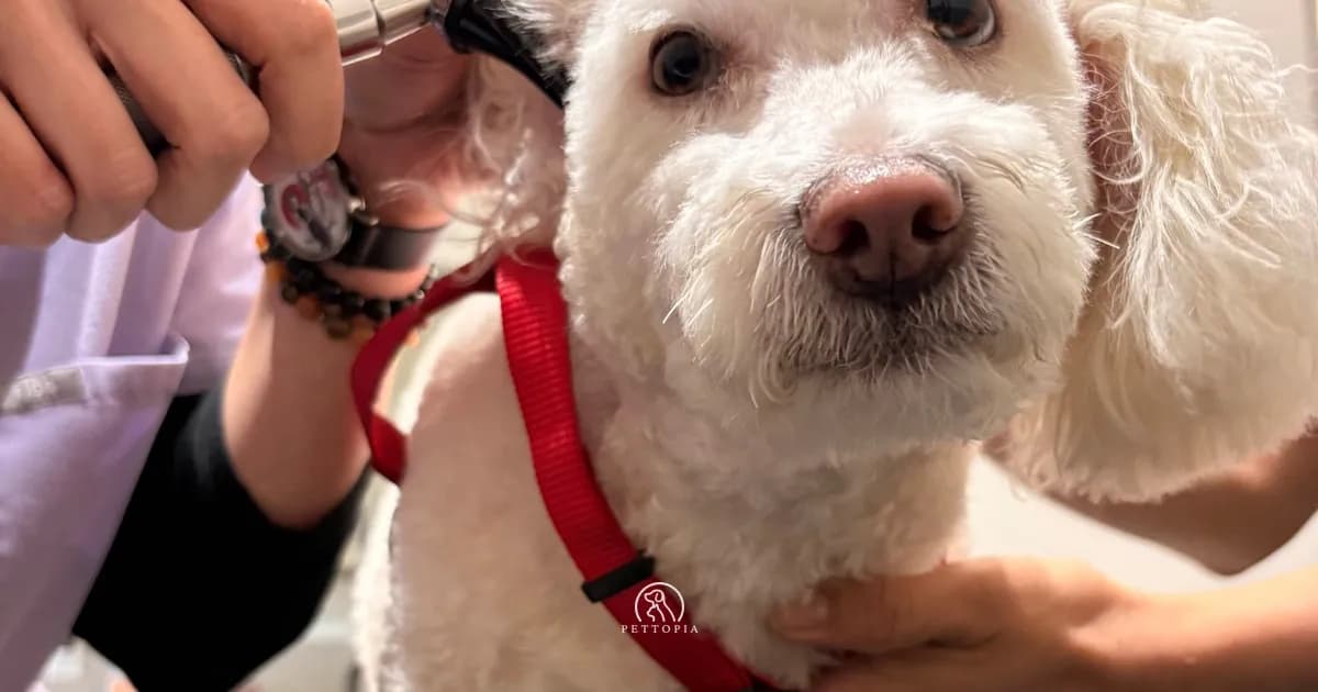 Common Dog Diseases in Morocco: How to Spot and Prevent Them