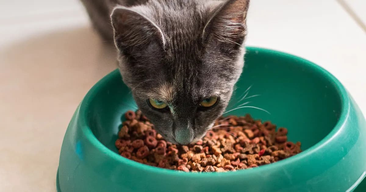 Best cat food in Morocco: how to choose and what it actually costs