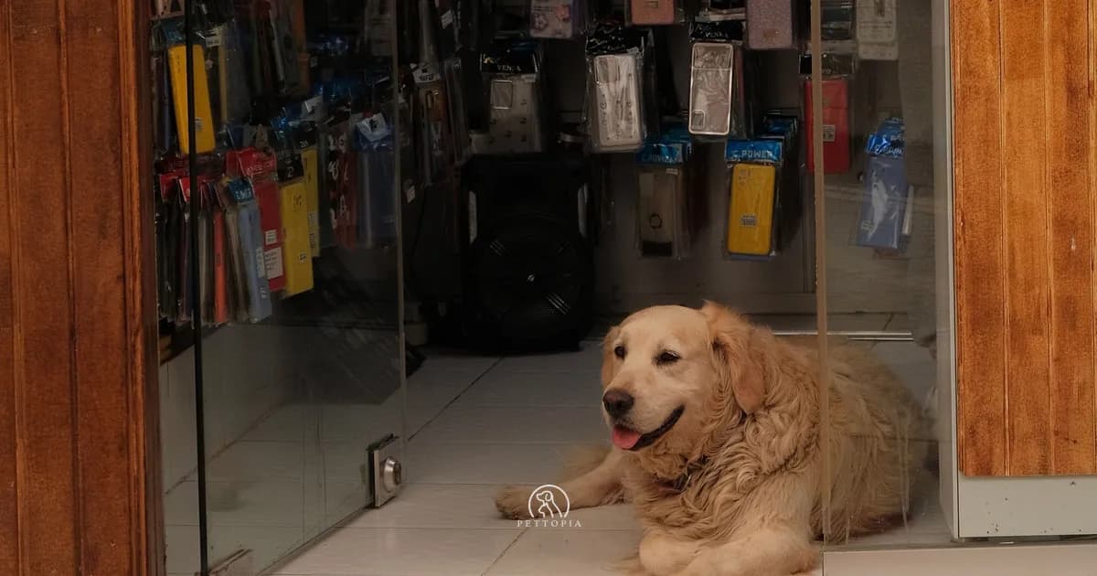 Pet Shops in Morocco: How to Find a Good One in 2026