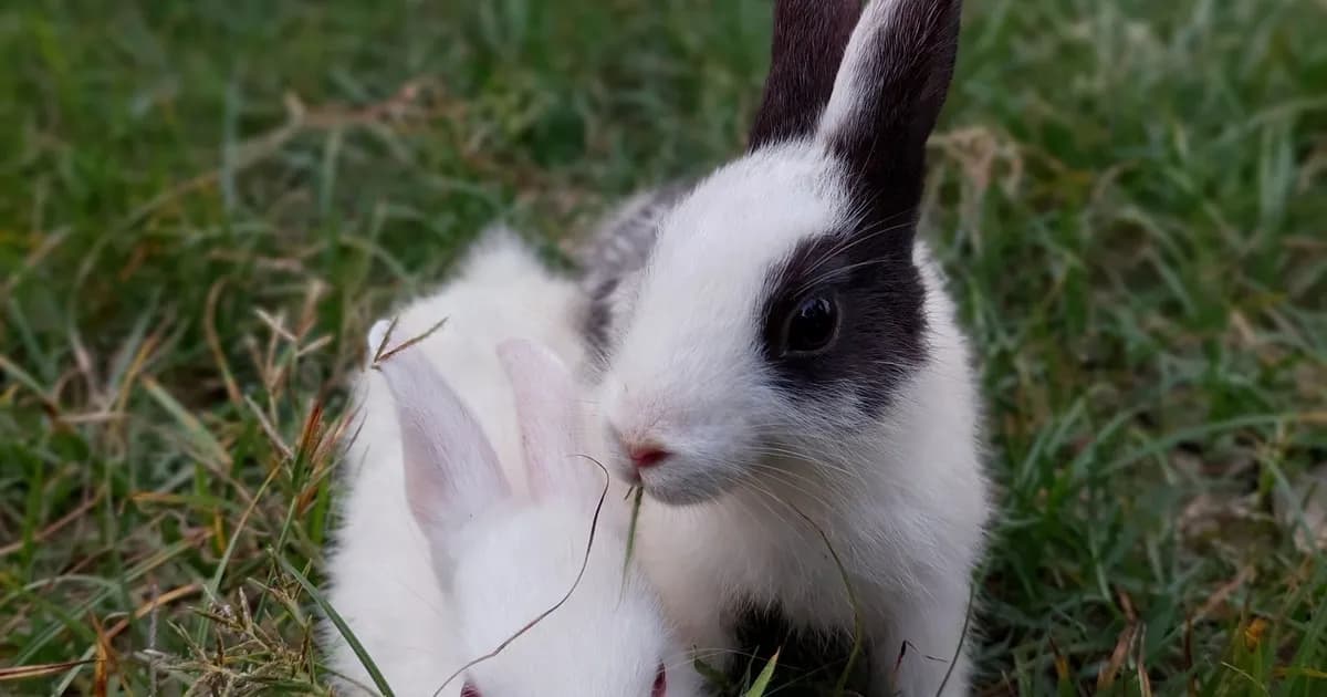 Petits animaux de compagnie au Maroc : hamster, lapin, canari, poisson rouge