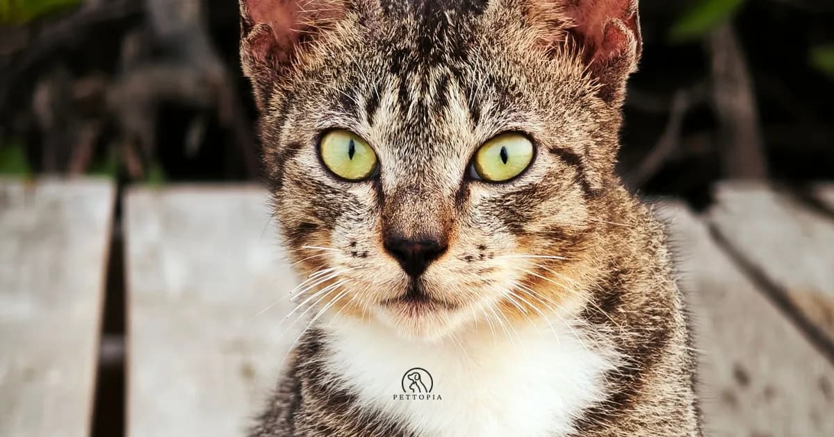 Why Does My Cat Stare at Me?