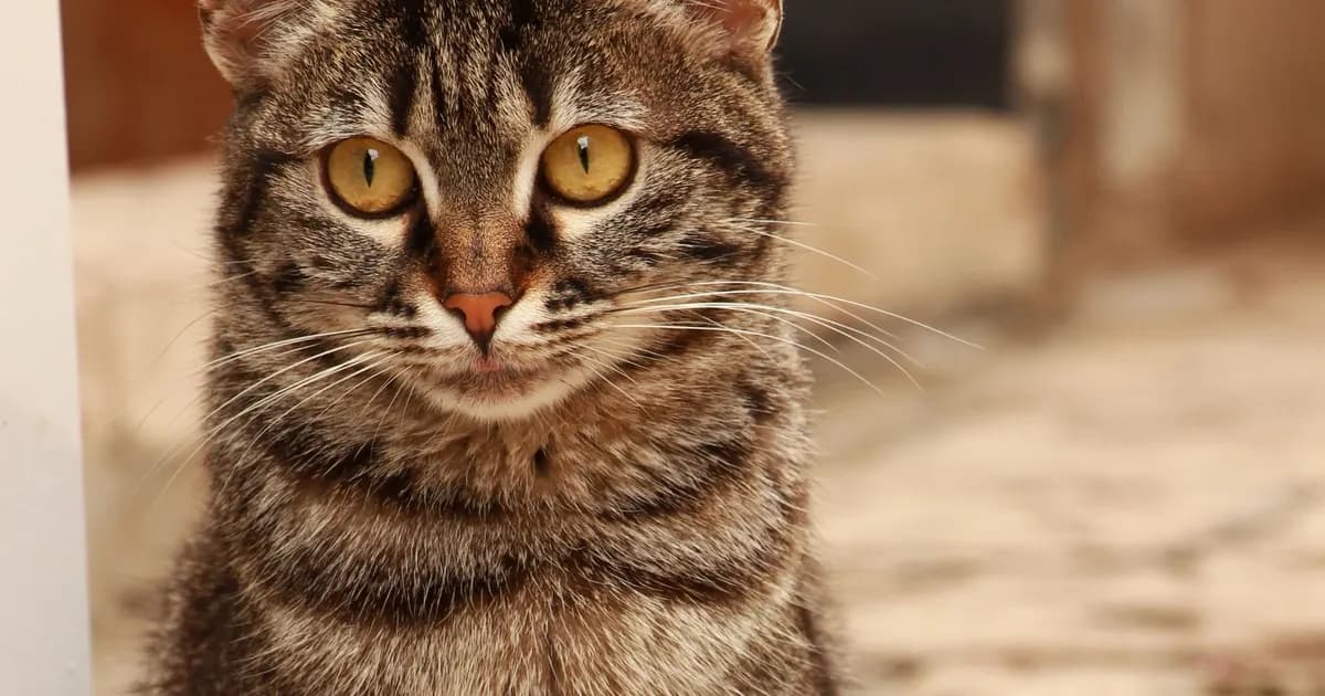 Cat Price in Morocco 2026: Adoption and Budget