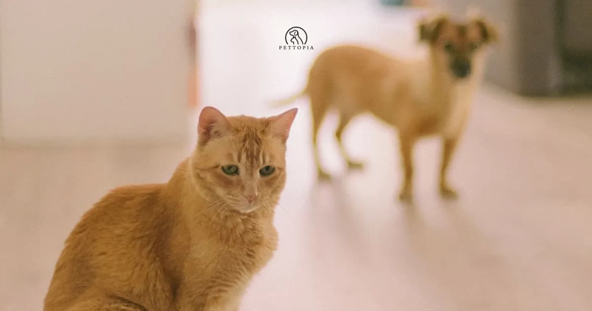 What Animal Are You? Animal Totems, Personality and an Honest Test