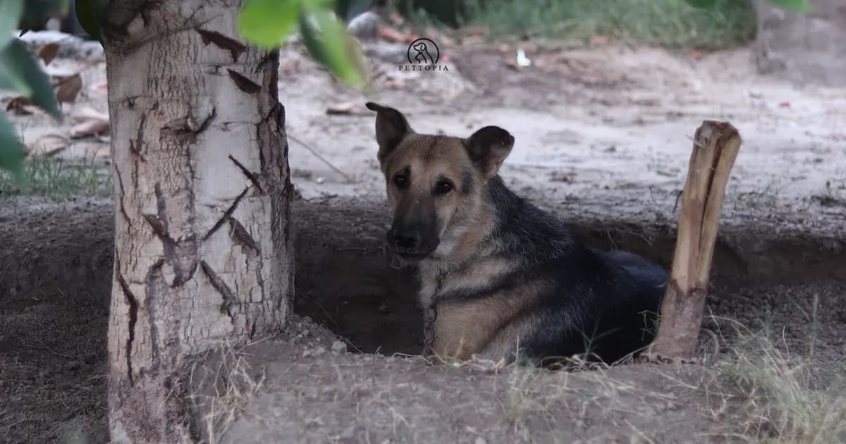 Which breeds handle Morocco's heat (and which ones suffer)