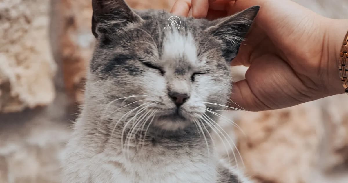 Best First Pet in Morocco: the Easiest Dogs and Cats (2026)