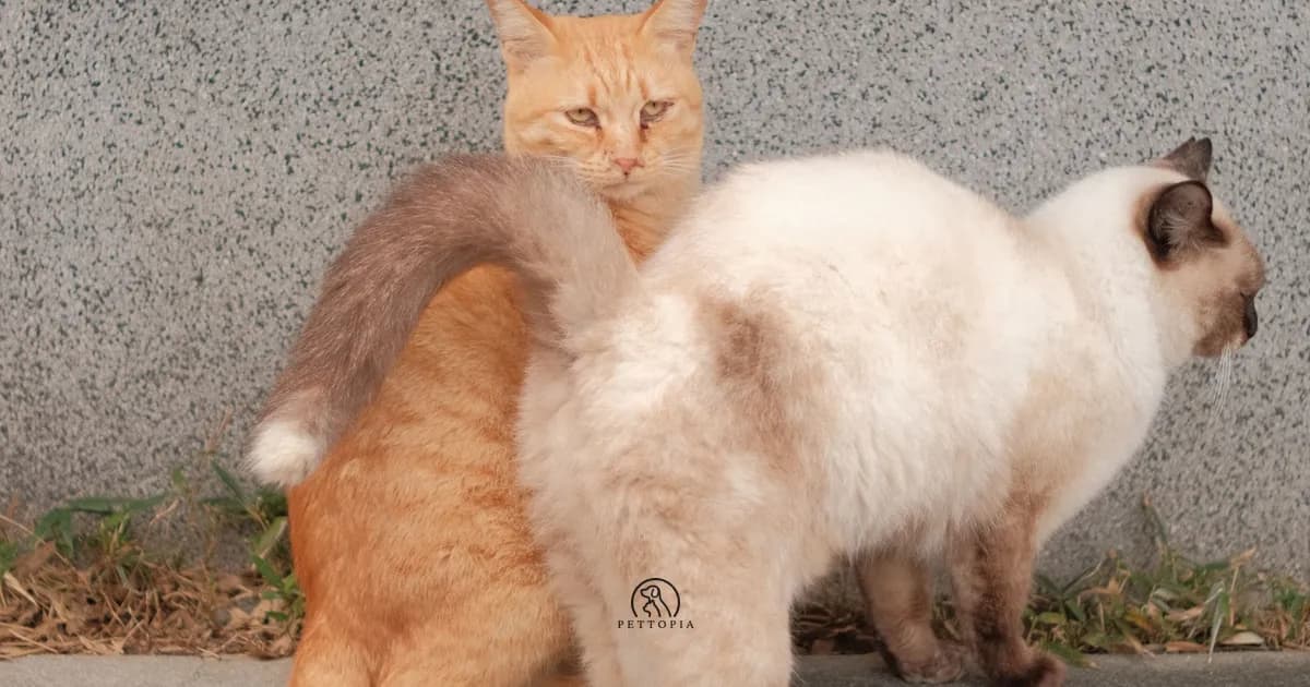 Moroccan Cat Breeds: Baladi and 10 Popular Cats