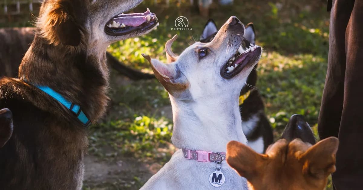 Moroccan Dog Breeds: Beldi and 10 Popular Dogs