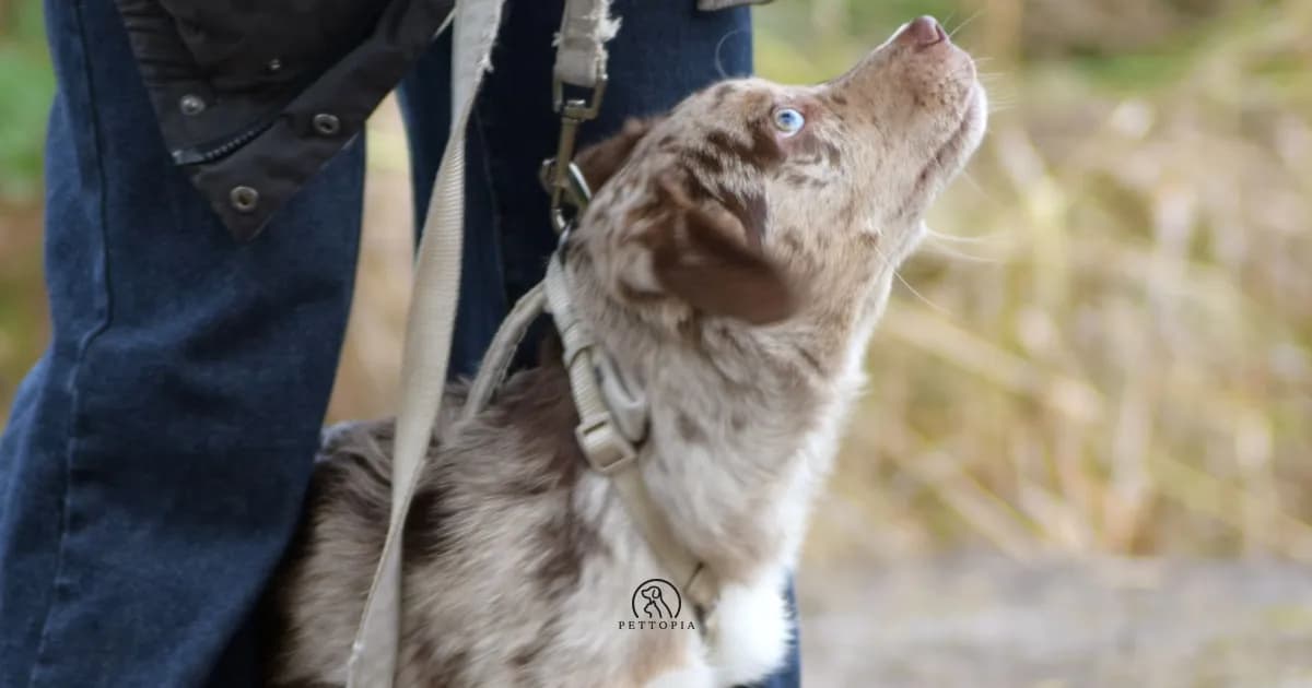 Which Pet Matches You? The Science Behind It