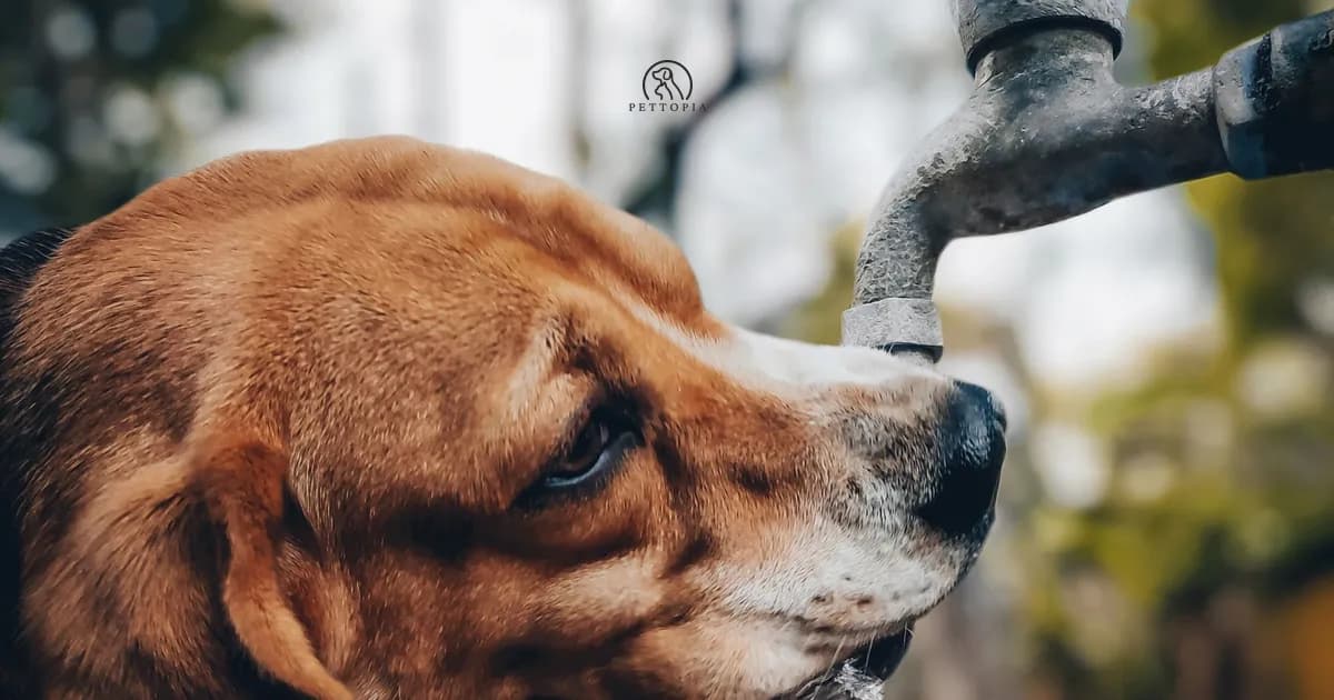 Caring for Your Pet During Moroccan Summers