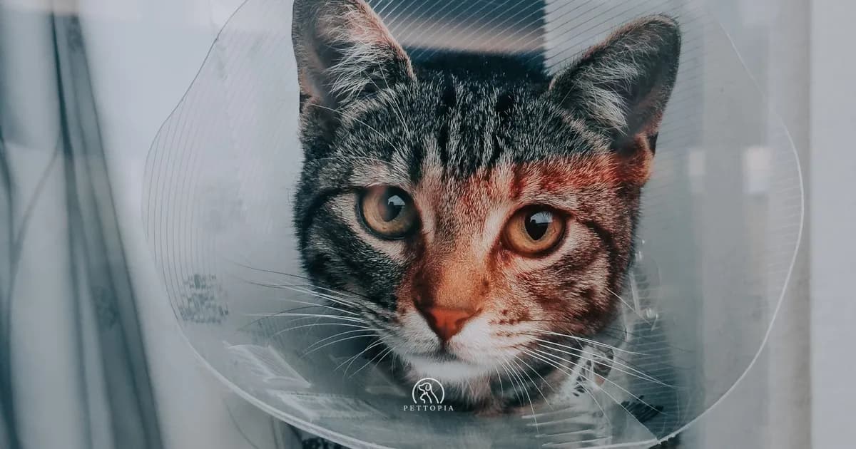 Stériliser son chat ou son chien au Maroc : pourquoi et quand